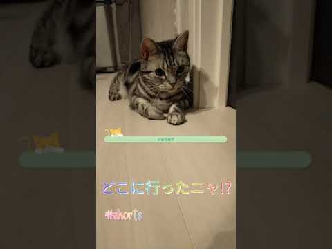 #shorts 【気づいたらお留守番😽】#アメショ #留守番猫 #アメリカンショートヘア