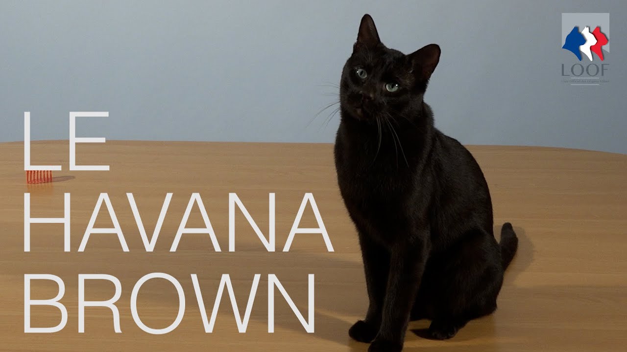 Tutocat - Havana Brown
