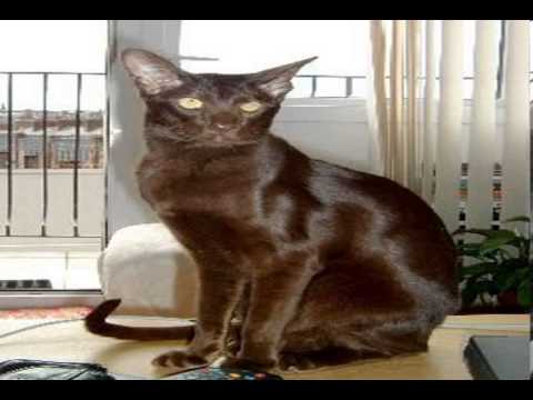 how much are havana brown cats