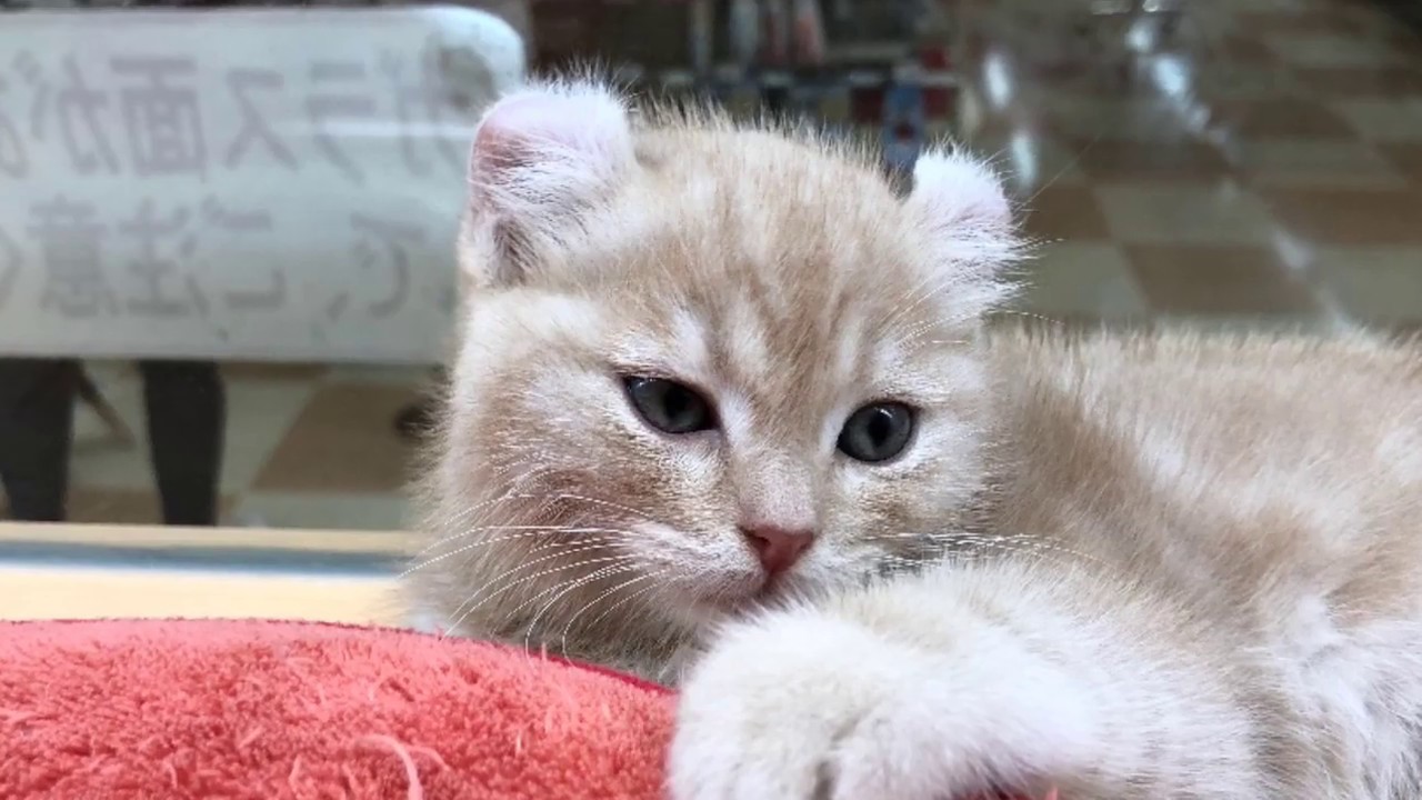反れ耳ががキュートな甘えん坊　アメリカンカールちゃん