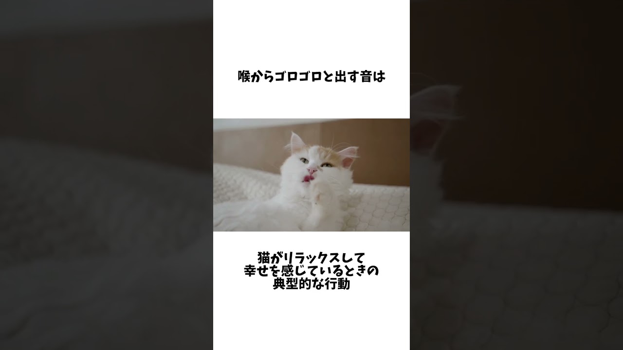 猫が好意を示す行動#shorts #猫 #豆知識
