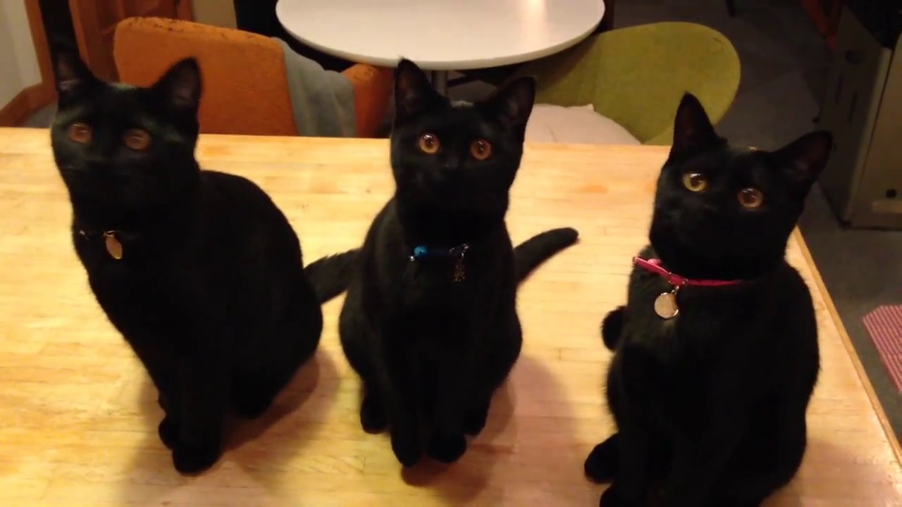 ボンベイ 生後4か月 息がぴったり！ Bombaycat Kitten