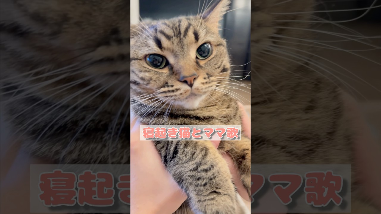 【猫動画】ぷりぷり寝起き猫とママ歌 #shorts #猫 #cat