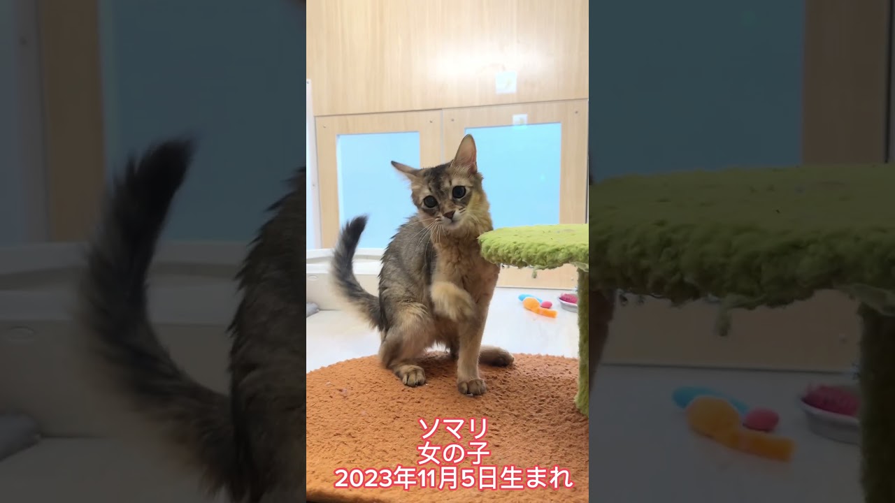 【マルワン横浜 港北NT店】港北NT店のソマリちゃん