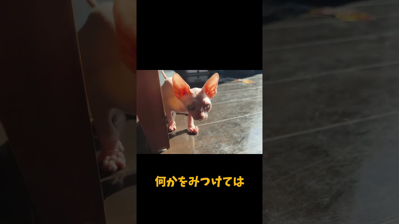 【ねこ】 スフィンクスの日常