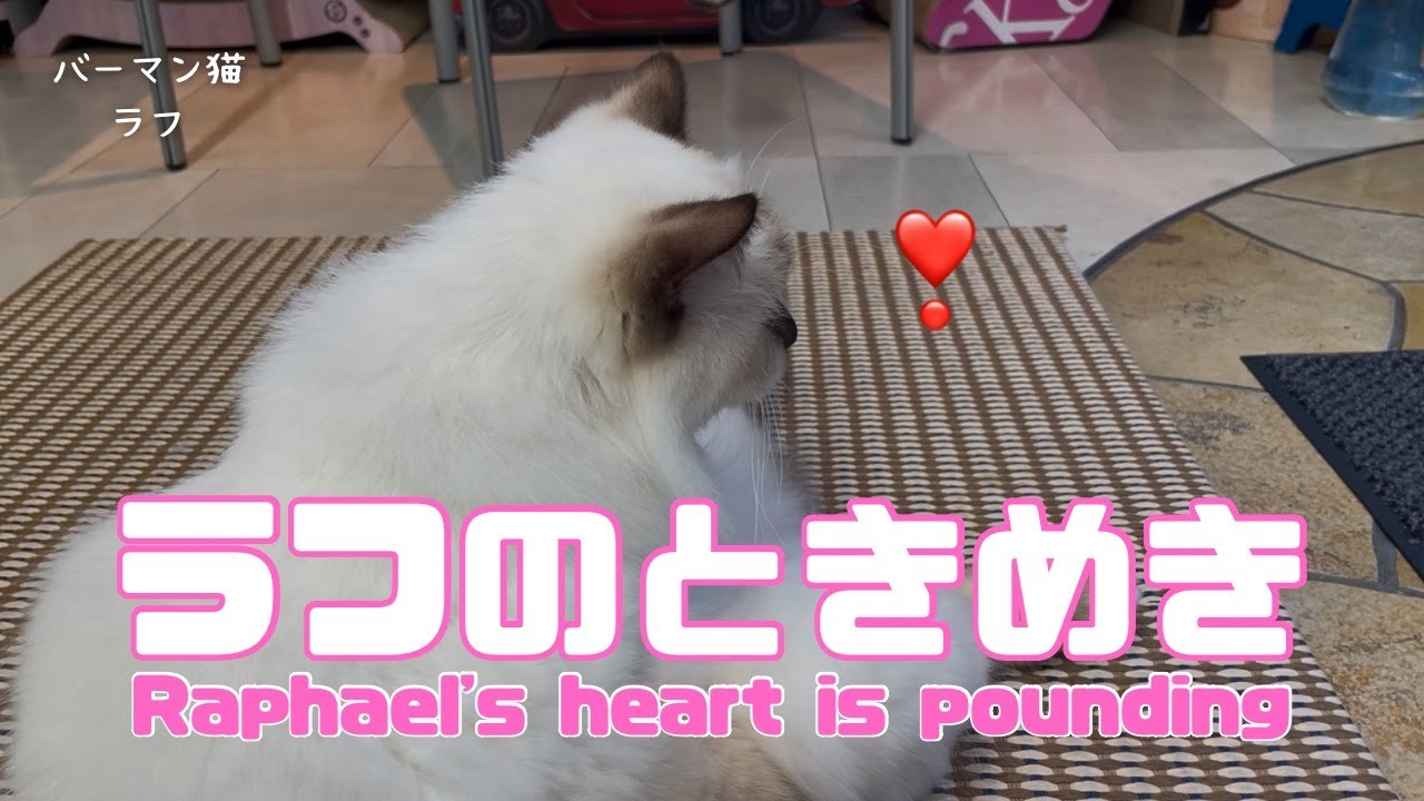 バーマン猫ラフ【ラフのときめき】Raphael's heart is pounding（バーマン猫）Birman/Ca
