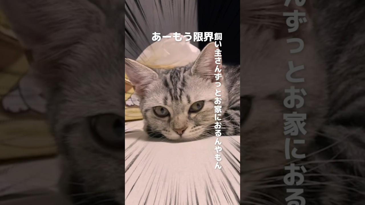 もう限界 #あずき #猫のいる暮らし #猫 #アメリカンショートヘア #アメショ #眠た #家にいる　#capcut