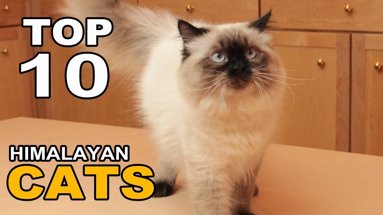 TOP 10 HIMALAYAN CATS BREEDS