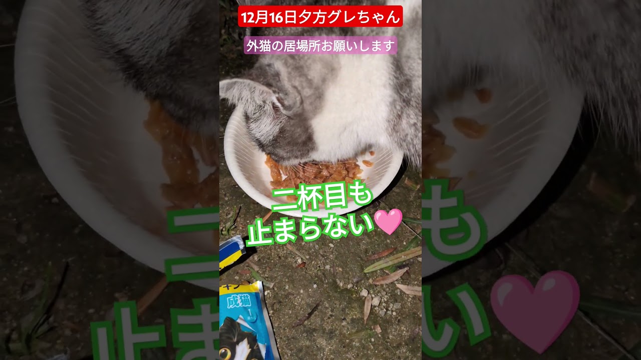【12月16日夕方グレちゃん】猫ハウス置ける方はお願い致します🙏🏡