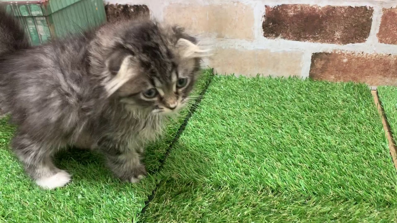 ペットショップ 犬の家 京都精華店 「スコティッシュ・フォールド」「問い合わせ番号100302」