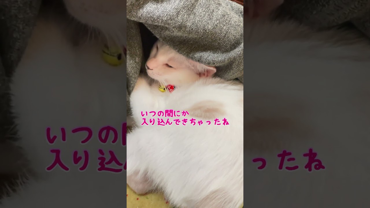 赤ちゃん猫の寝方がまるで人間の子供のようです