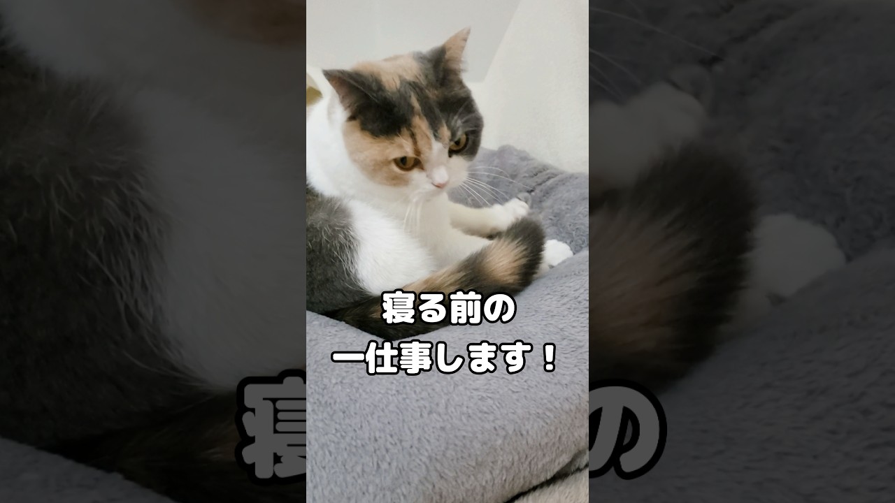 猫に「寝るよ」と言ったら準備が可愛すぎ… #猫 #たまたま・たまちゃん