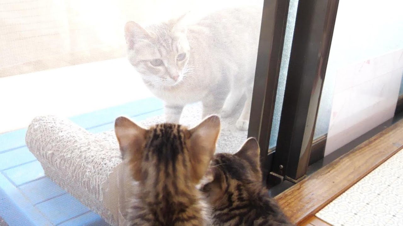 子猫達は突然現れた大きな猫にビックリしました【赤ちゃん猫　保護猫】