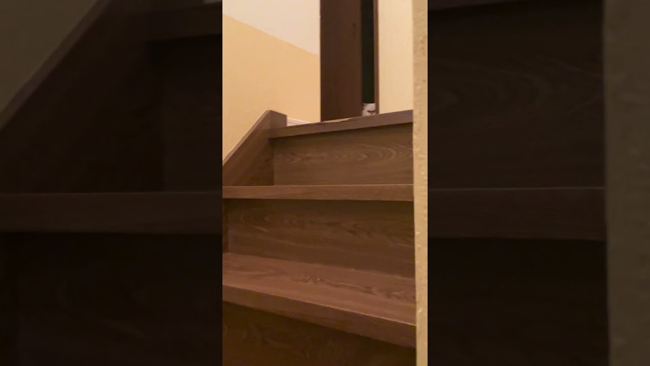 ♥チーノの日常【🐋こわーい魚】（ホワイトヒマラヤン13歳）　Shorts　#cat　#pets　癒し