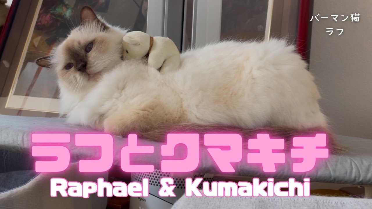バーマン猫ラフ【ラフとクマキチ】Raphael & Kumakichi（バーマン猫）Birman/Cat