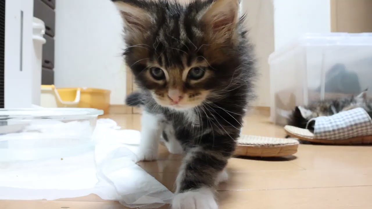 生後40日メインクーンの子猫あざみちゃん