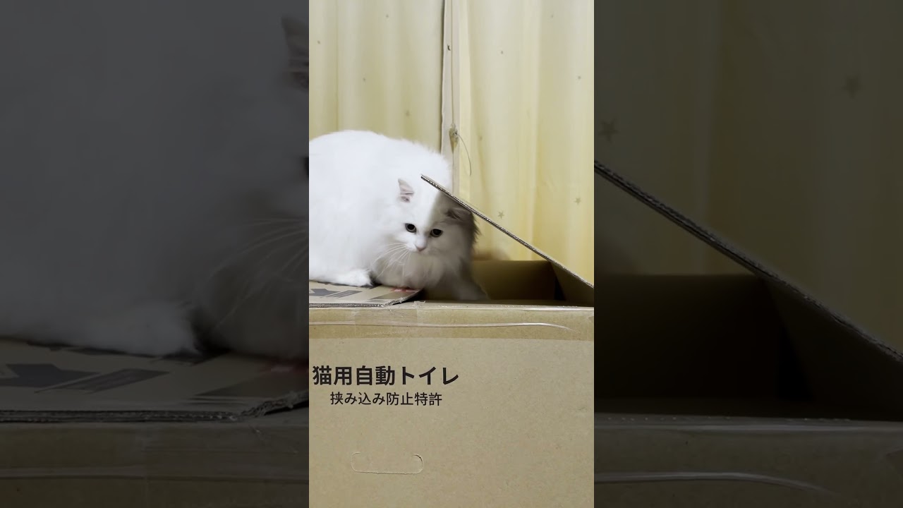 白猫ななちゃんペットハウスより段ボールᓚᘏᗢ#ラガマフィン #cat #ねこ #猫のいる暮らし #shorts
