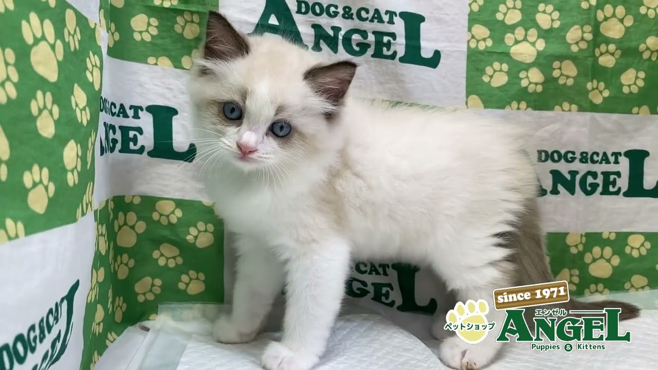 ラグドール 2409159 【ペットショップエンゼル　子犬・子猫販売】