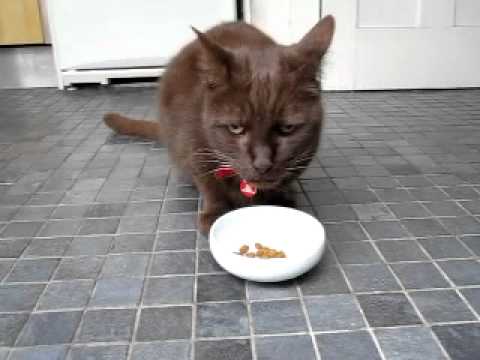 Cat Benzy, Havana Brown mix