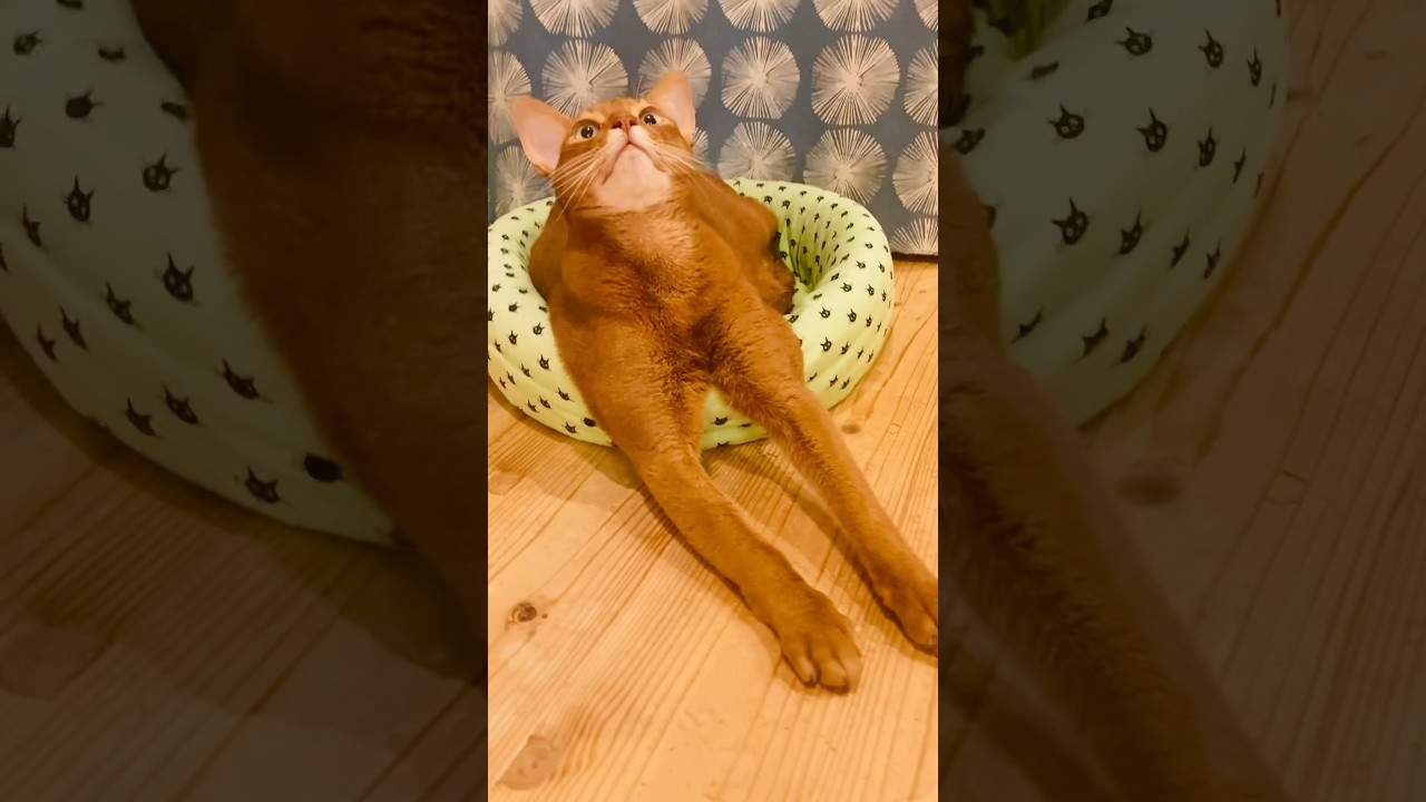 お手手 のび〜ん#猫#こころ#アビシニアン#レッド#give#cat#abyssinian#red