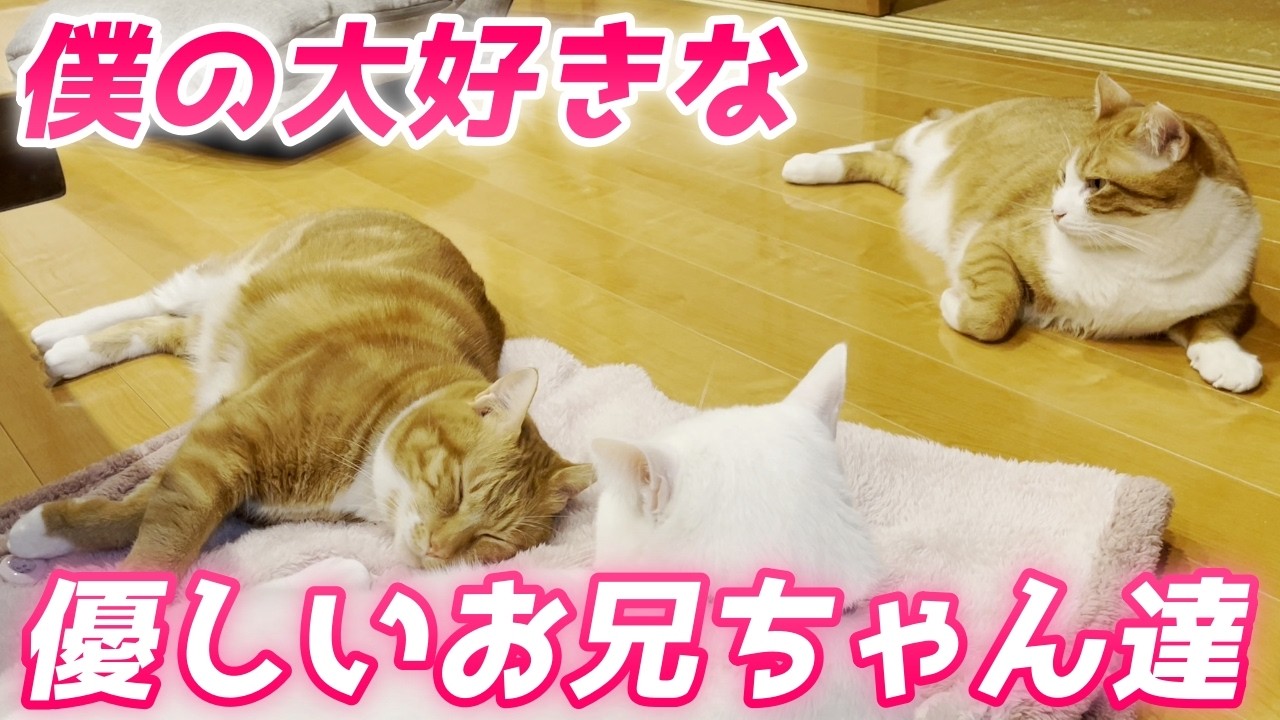 兄猫達に溺愛されている末っ子猫はとても幸せだと思います…♡［いきる君と兄猫達］