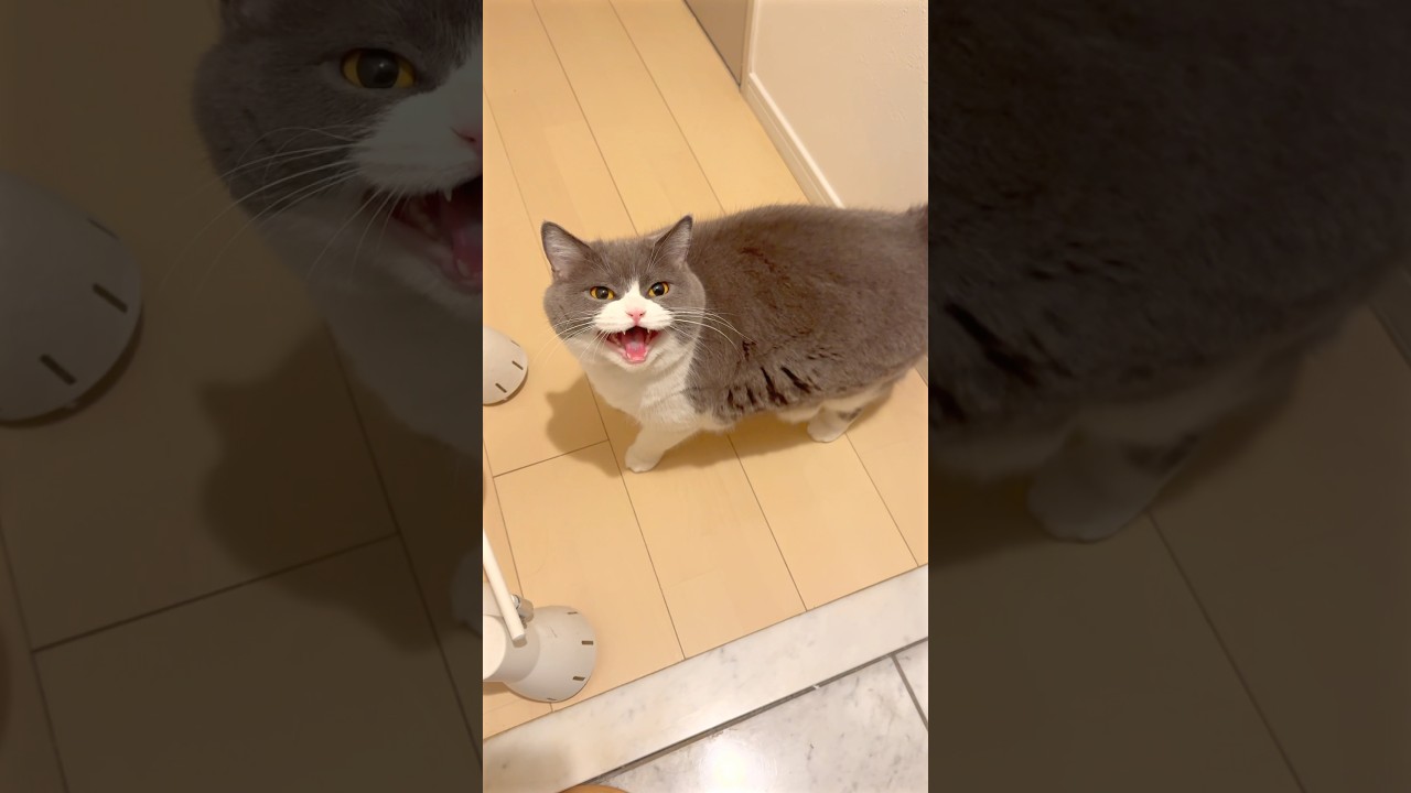 コーヒーフロート3杯分出ちゃいました☆ #猫 #cat #ブリテッシュショートヘアー #猫のいる暮らし #ねこ #お出迎え猫