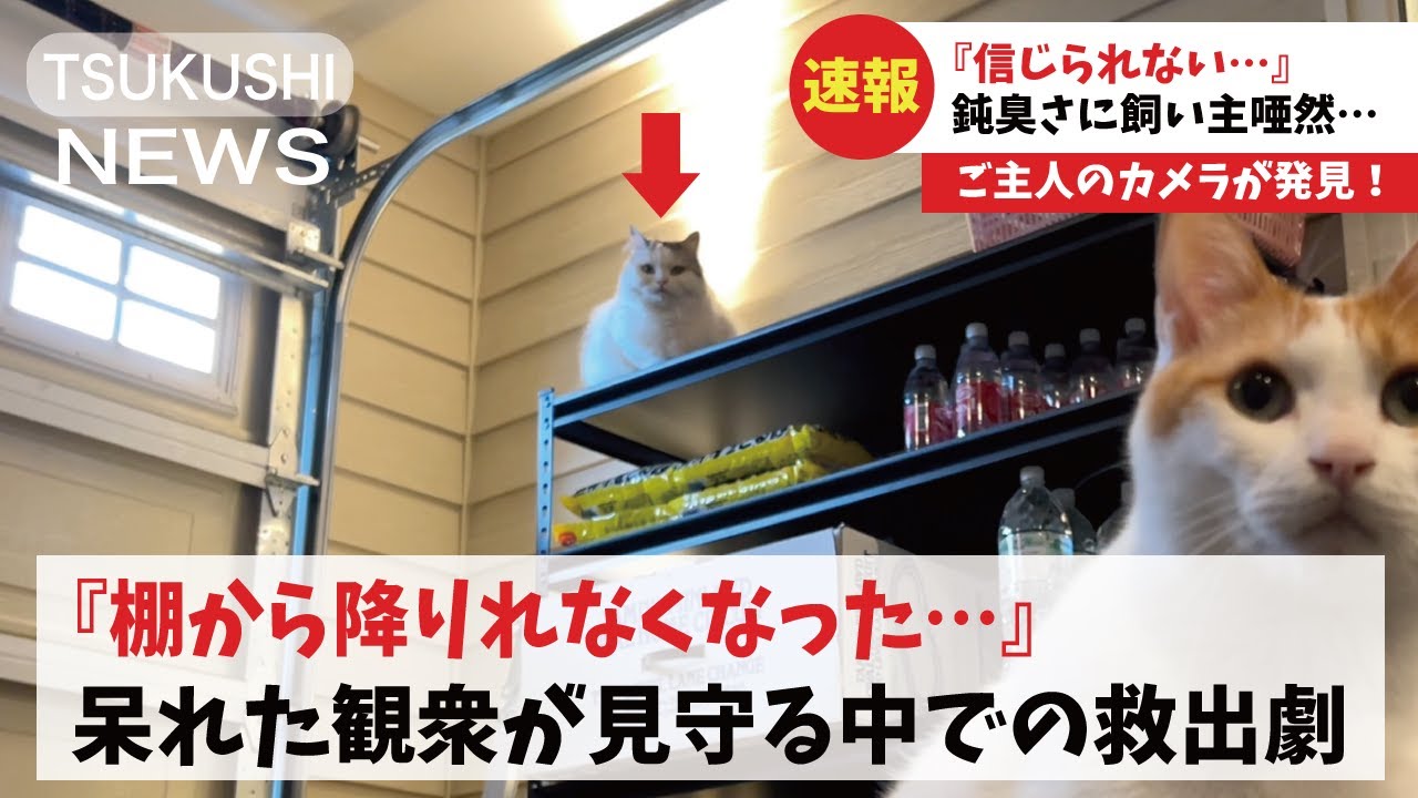 【超絶悲報】棚の上にのぼったらおりれなくなって助けを求める猫が可哀想すぎた【関西弁でしゃべる猫】【猫アテレコ】
