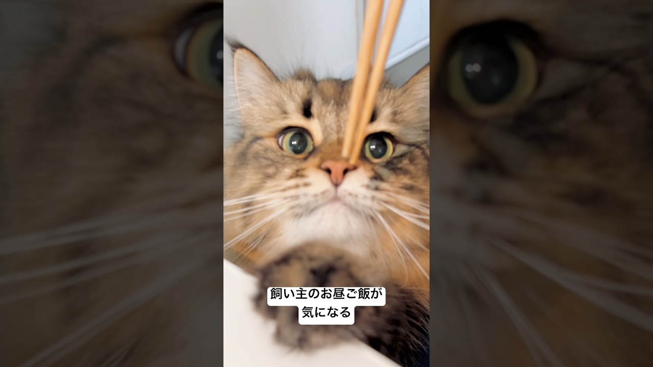 お昼監視ねこたん #cat #猫 #サイベリアン