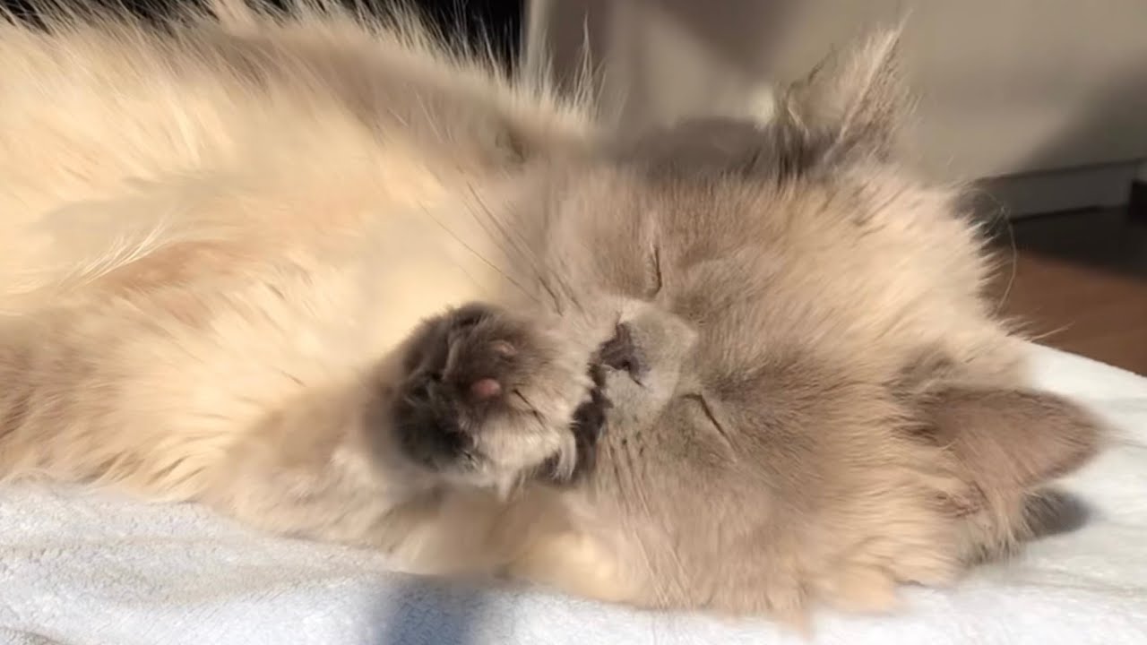 日光浴をしながら毛繕いをする猫[ヒマラヤン]／Cat grooming while sunbathing.[Himalayan]