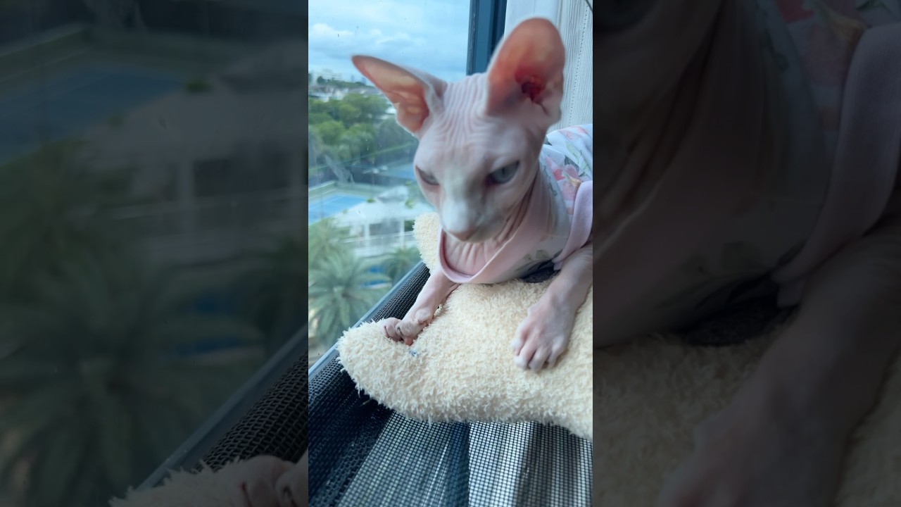 窓際でくつろぎご機嫌な毛のない猫【スフィンクス猫】