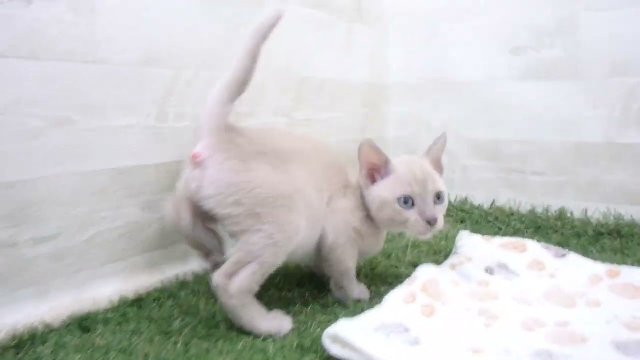 Coo&RIKU　No00655732 トンキニーズ