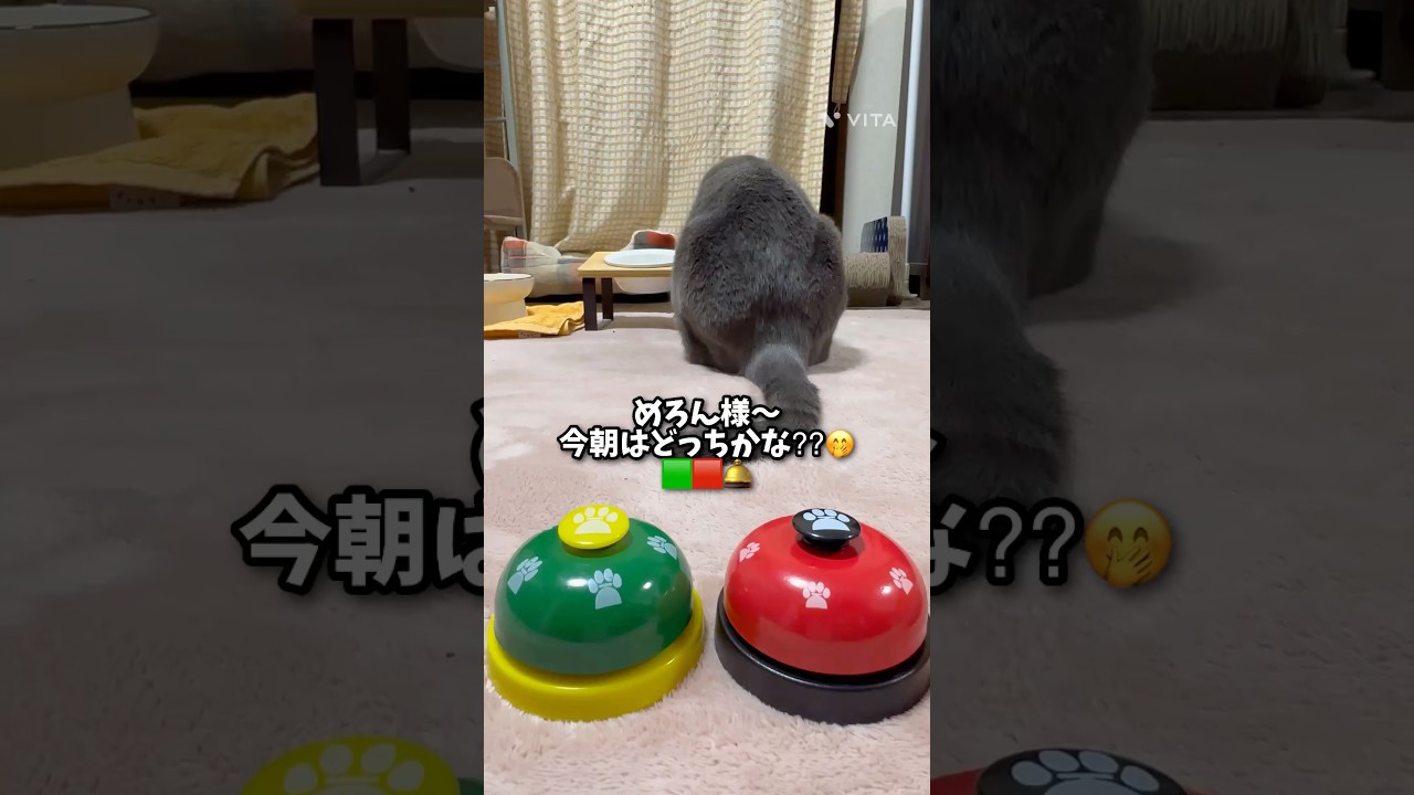 【ロシアンブルー】今朝のめろんはどっち気分?🟢🟥🤗【猫】#shorts