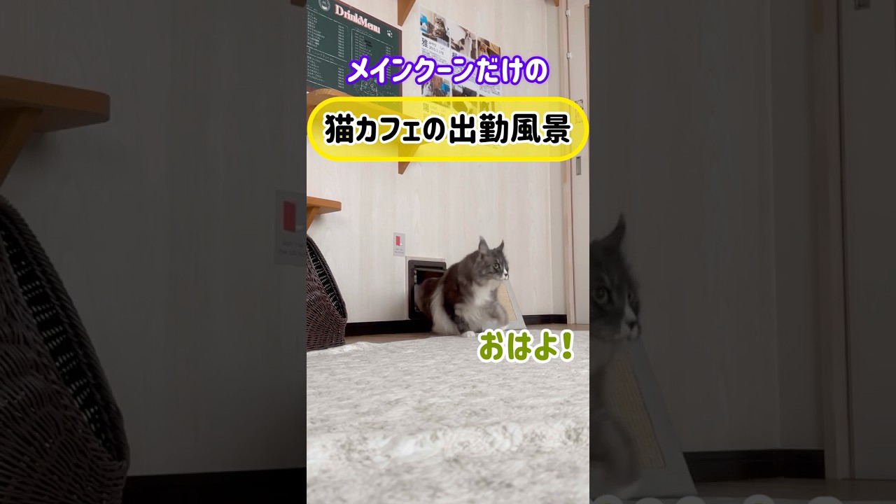 メインクーンだけの【猫カフェの出勤風景】#cat #cooncat #mainecat
