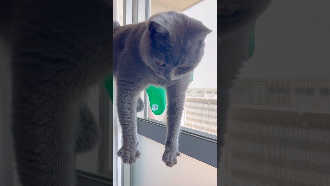 浮遊するつむやま〜【シャルトリューつむやまの空も飛べるはず日記】 #ねこ #シャルトリュー #cat #chartreux #猫のいる暮らし #ねこのいるせいかつ #ネコ #猫好きさんと繋がりたい