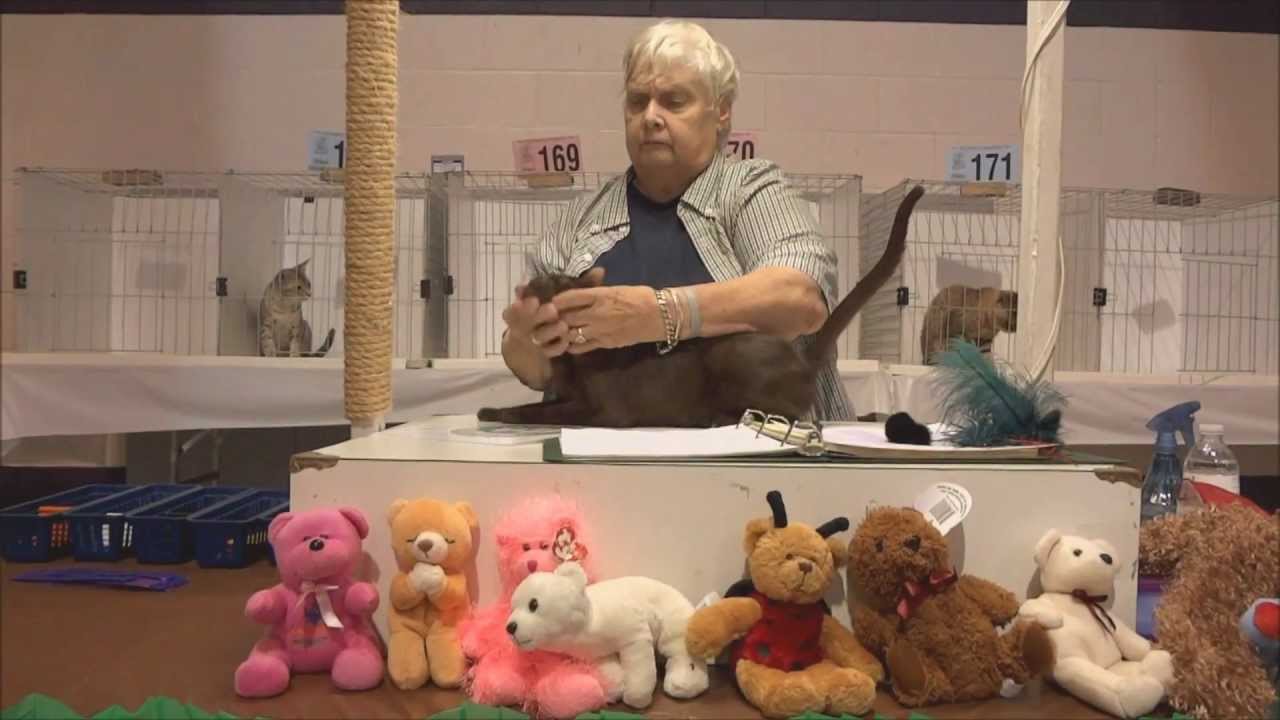 Havana Brown Cat at CFA Show