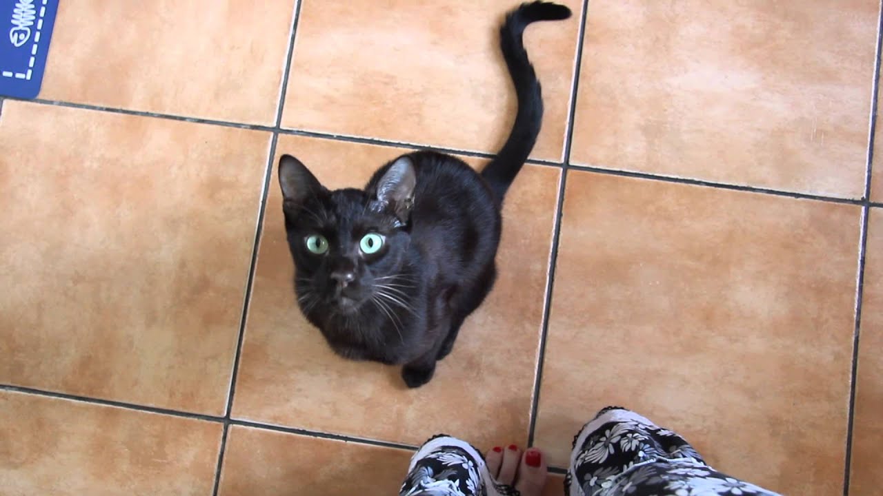 Gauderic Havana Brown Cat