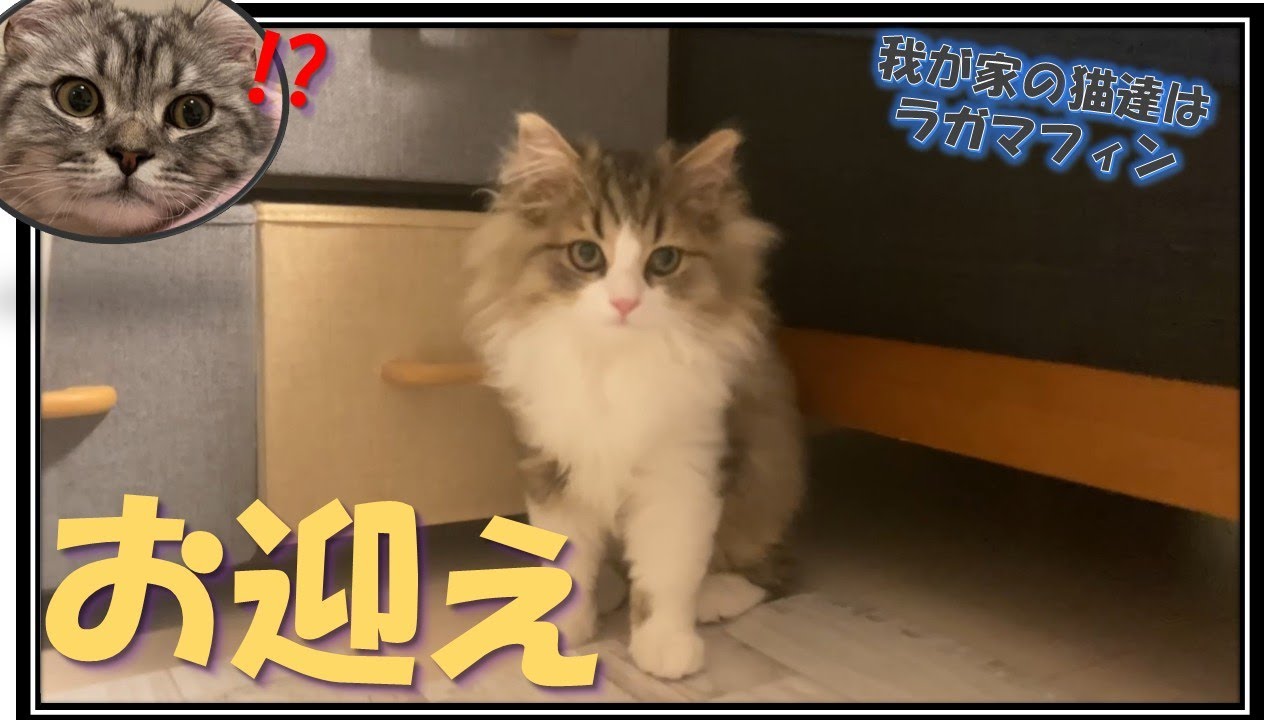 【Vlog】2匹目のラガマフィンの子猫をお迎えしました