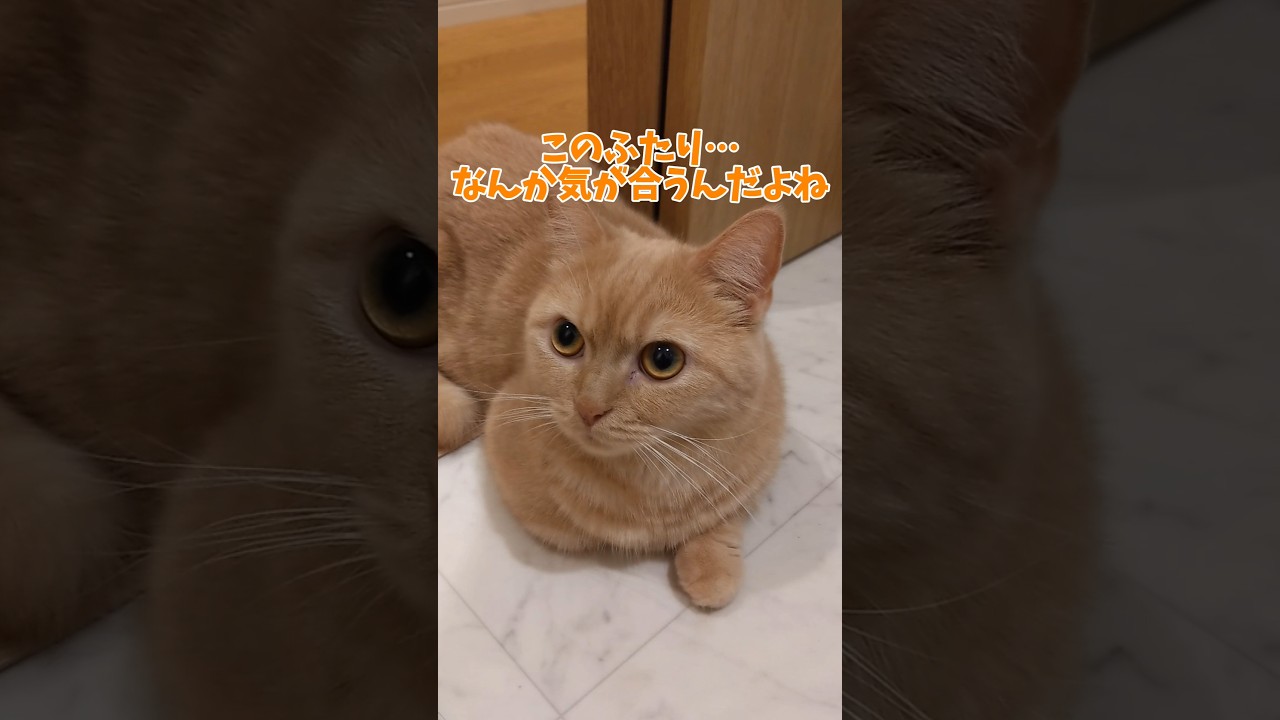 【出待ちするマンチカン】 #shorts #猫 #ねこ #cat