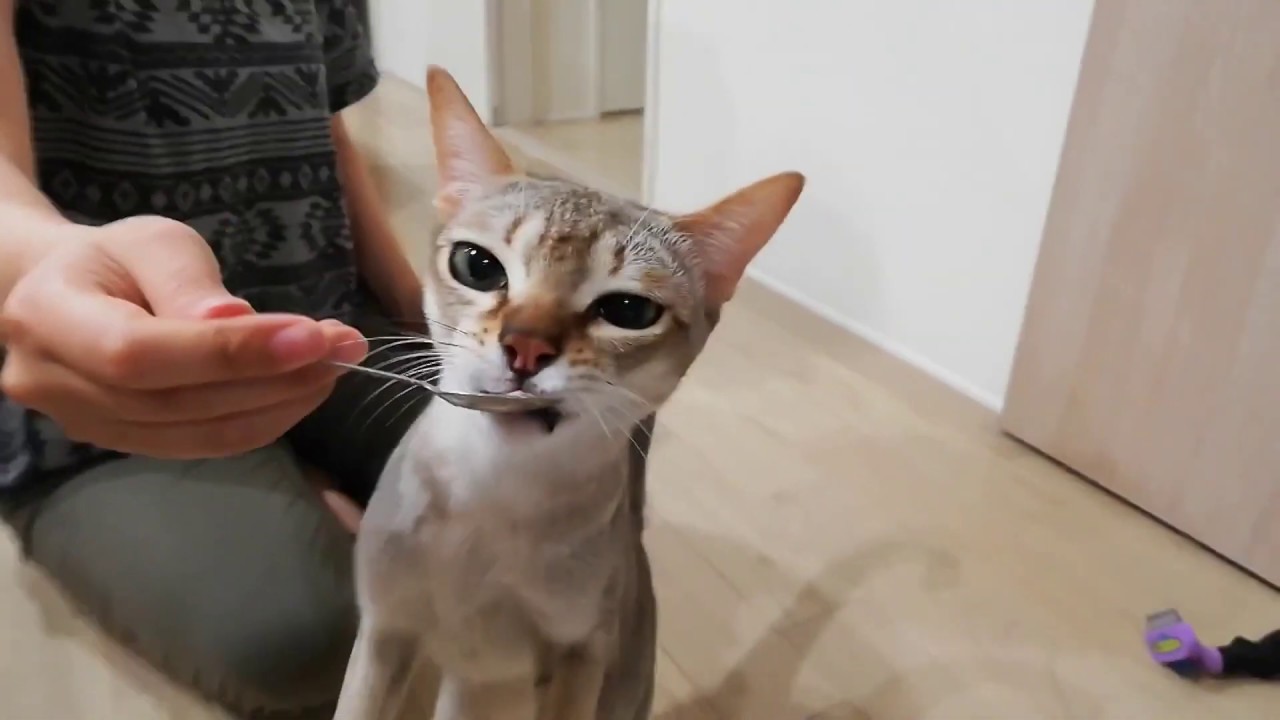 おやつに夢中で立ち上がるシンガプーラのバロンさん