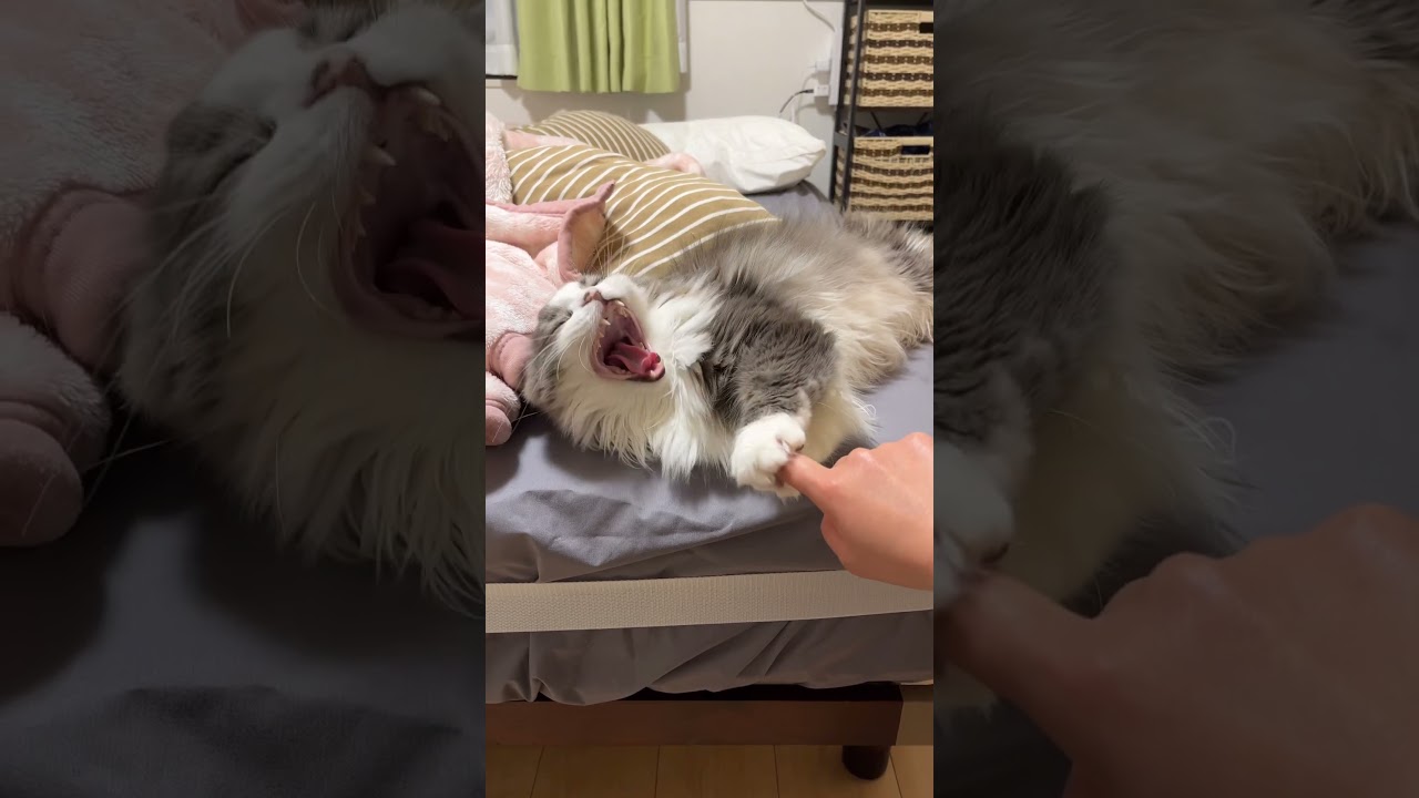 肉球グリグリしただけなのに...#ラガマフィン #猫 #cat #かわいい #おすすめ #あさひなさんた #shorts