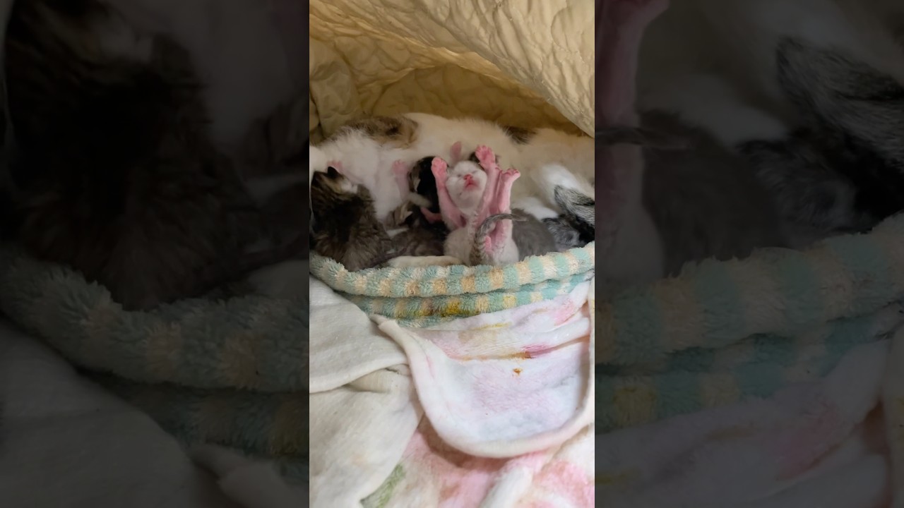 世界一可愛いバンザイする生後4日目の子猫