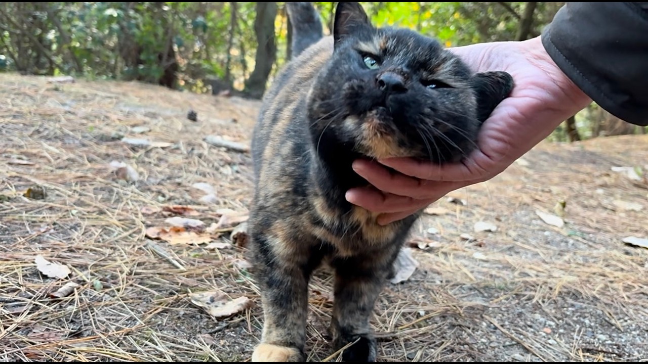 会いに行くとお喋りな森のサビ猫ちゃん存在感たっぷりで来た