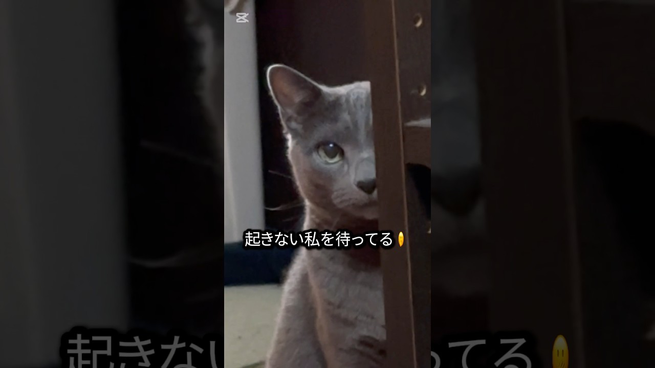 【ロシアンブルー】めろん...あそこにいた😱【猫】#shorts