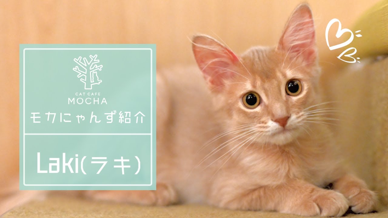 Laki（ラキ）（ソマリ♂）新宿店