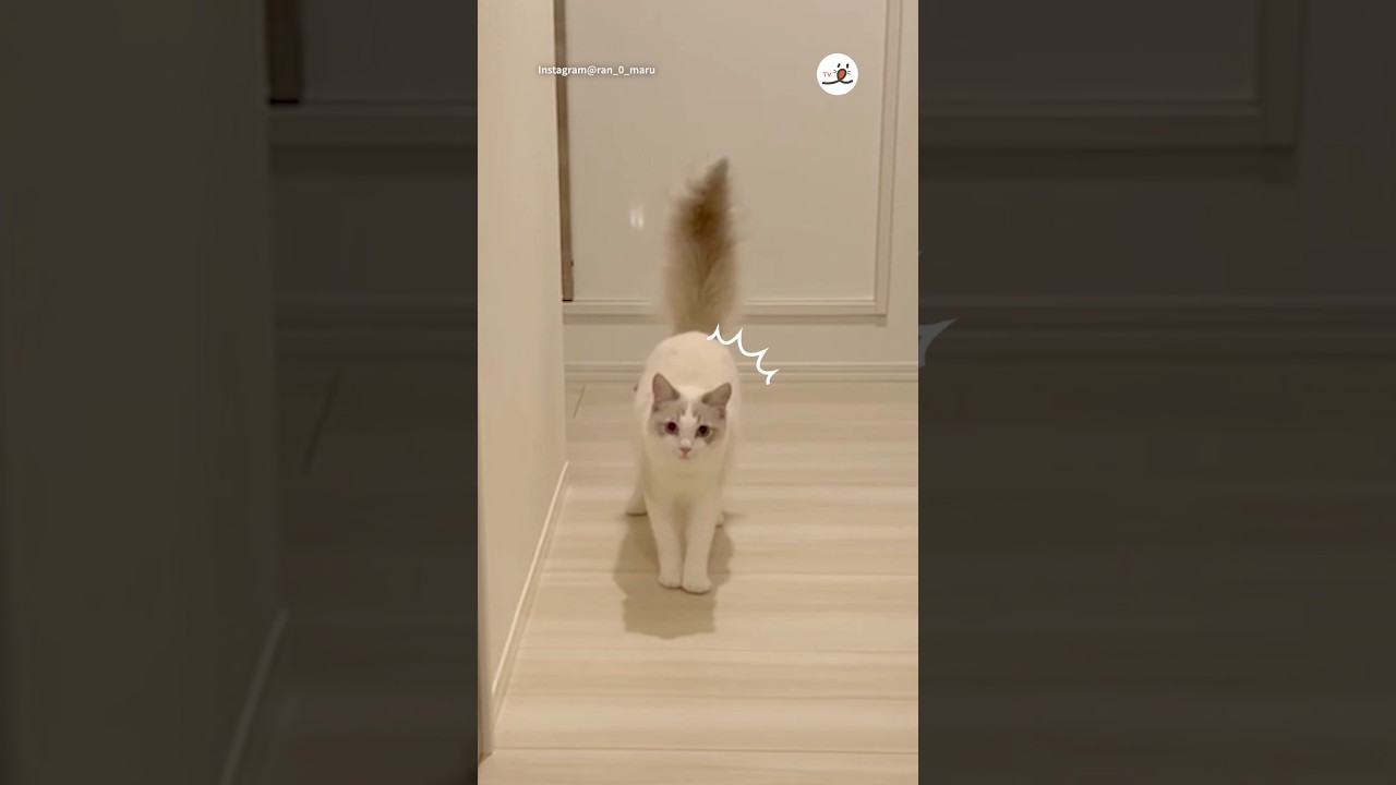 ママとパパで対応違くない？｜PECO #ラグドール #猫 #猫動画 #猫のいる暮らし #ragdoll #cat #catlover #catlife