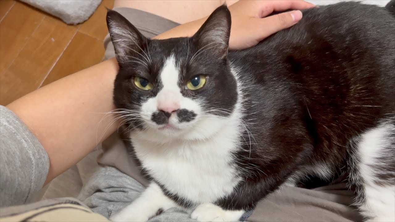 最悪の事態が起きてしまいました。まめちゃんと子猫たちの今後について