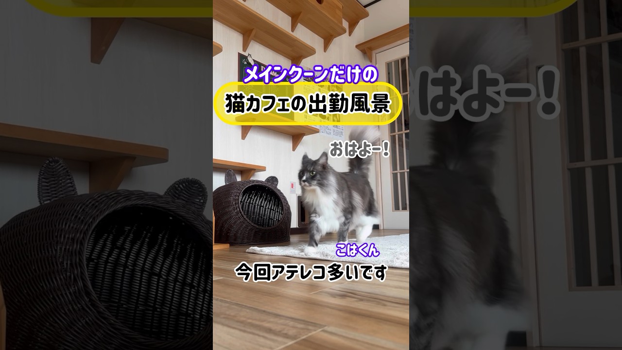 メインクーンだけの【猫カフェの出勤風景】#cat#cooncat #もふもふ