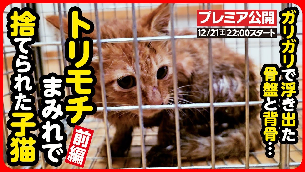 【子猫 保護】助けて...！トリモチまみれの痩せこけた子猫を保護しました【前編】