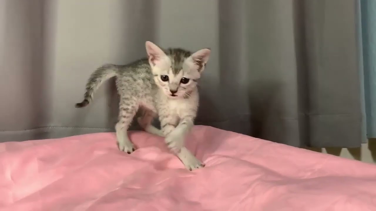 エジプシャンマウ バランスの取れたハイクオリティなシルバー（ダブルコート）の女の子です。