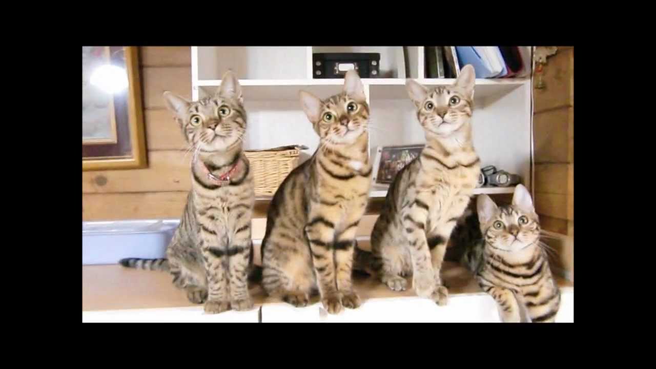 ベンガル猫　おもしろ動画
